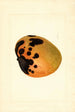 Mangifera indica - James Marion Shull — näkymä teoksesta
