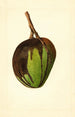 Mangifera indica Bennett - James Marion Shull — näkymä teoksesta