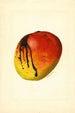 Mangifera indica Mulgoba - James Marion Shull — näkymä teoksesta