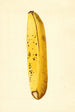 Musa - James Marion Shull — näkymä teoksesta