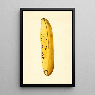 James Marion Shull - Musa.webp