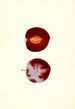 Prunus domestica Flaming Delicious - James Marion Shull — näkymä teoksesta