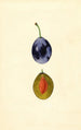Prunus domestica Stanley - James Marion Shull — näkymä teoksesta