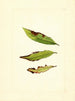 Prunus persica - James Marion Shull — näkymä teoksesta
