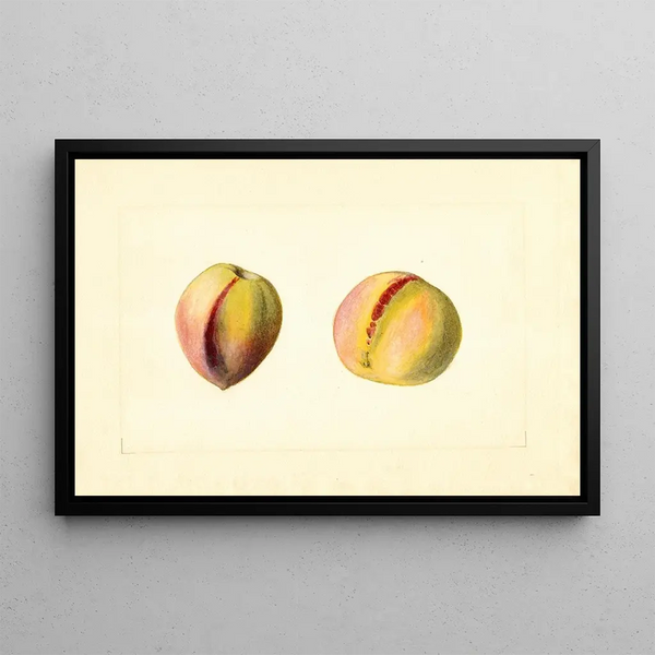 James Marion Shull - Prunus persica Early Crawford.webp