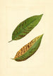 Prunus persica Triumph - James Marion Shull — näkymä teoksesta