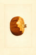 Punica granatum - James Marion Shull — näkymä teoksesta