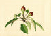 Pyrus communis - James Marion Shull — näkymä teoksesta