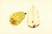 Pyrus communis Bartlett - James Marion Shull — näkymä teoksesta