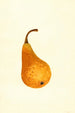 Pyrus communis Bosc - James Marion Shull — näkymä teoksesta
