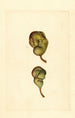 Pyrus communis Seckel - James Marion Shull — näkymä teoksesta