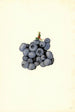 Vaccinium corymbosum Stanley - James Marion Shull — näkymä teoksesta