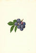 Vaccinium corymbosum Weymouth - James Marion Shull — näkymä teoksesta