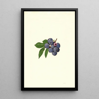 James Marion Shull - Vaccinium corymbosum Weymouth.webp