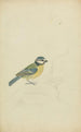 Une mésange bleue - James Sowerby — näkymä teoksesta