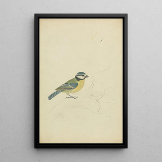 James Sowerby - A Blue Tit.webp