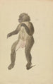Un mandrill - James Sowerby — näkymä teoksesta