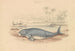 Le Dugong - James Stewart — näkymä teoksesta