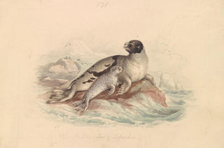 James Stewart - The Ocean Seal of Lepechin.webp