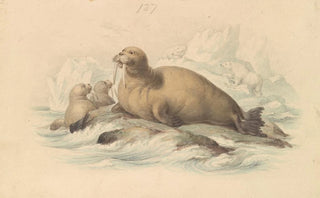 James Stewart - Walruses.webp