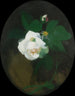 Rose blanche - James Stuart Park — näkymä teoksesta