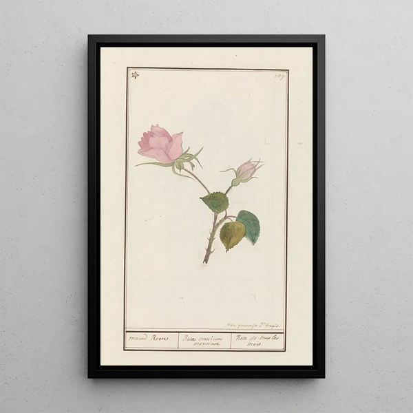 Jan Anton Garemyn - Roos Rosa.webp
