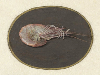 Jan Augustin van der Goes - Garnaal.webp