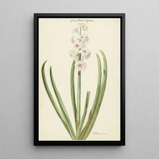 Jan Augustini - De rozewitte hyacint Gloria Florum Suprema.webp
