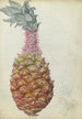 Ananas - Jan Brandes — näkymä teoksesta