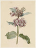 Espèces d'Asclepias à fleurs - Jan Jacob Goteling Vinnis — näkymä teoksesta