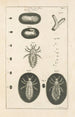 Le livre de la nature ou L'histoire des insectes Pl01 - Jan Swammerdam — näkymä teoksesta