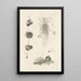 Le livre de la nature ou L'histoire des insectes Pl06 - Jan Swammerdam — kehystetty taideteos seinällä