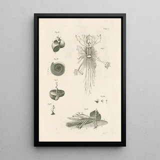 Jan Swammerdam - The book of nature or The history of insects Pl06.webp