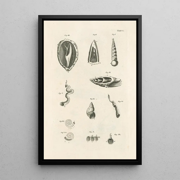 Jan Swammerdam - The book of nature or The history of insects Pl07.webp