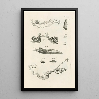 Jan Swammerdam - The book of nature or The history of insects Pl08.webp