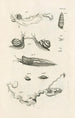 Le livre de la nature ou L'histoire des insectes Pl08 - Jan Swammerdam — näkymä teoksesta