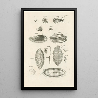 Jan Swammerdam - The book of nature or The history of insects Pl10.webp