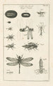 Le livre de la nature ou L'histoire des insectes Pl12 - Jan Swammerdam — näkymä teoksesta
