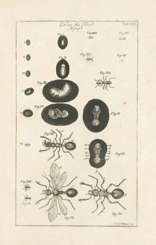 Jan Swammerdam - The book of nature or The history of insects Pl16.webp