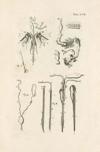 Jan Swammerdam - The book of nature or The history of insects Pl18.webp