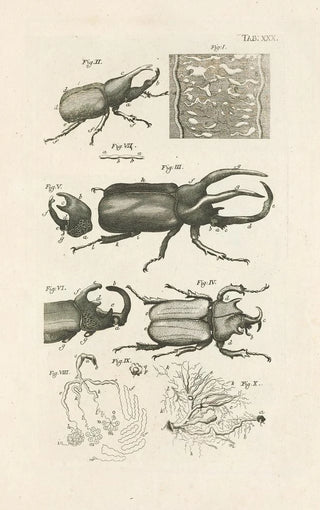 Jan Swammerdam - The book of nature or The history of insects Pl30.webp