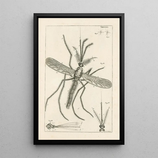 Jan Swammerdam - The book of nature or The history of insects Pl32.webp