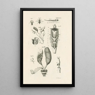 Jan Swammerdam - The book of nature or The history of insects Pl42.webp