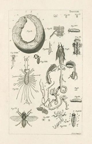 Jan Swammerdam - The book of nature or The history of insects Pl43.webp