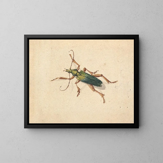 Jan Vincentsz van der Vinne - Green Beetle with Brown Legs.webp