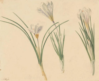 Jan Weissenbruch - Drie studies van krokussen.webp