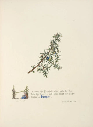 Jane Elizabeth Giraud - Juniper.webp