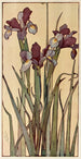 Iris - Jane P. Baker — näkymä teoksesta