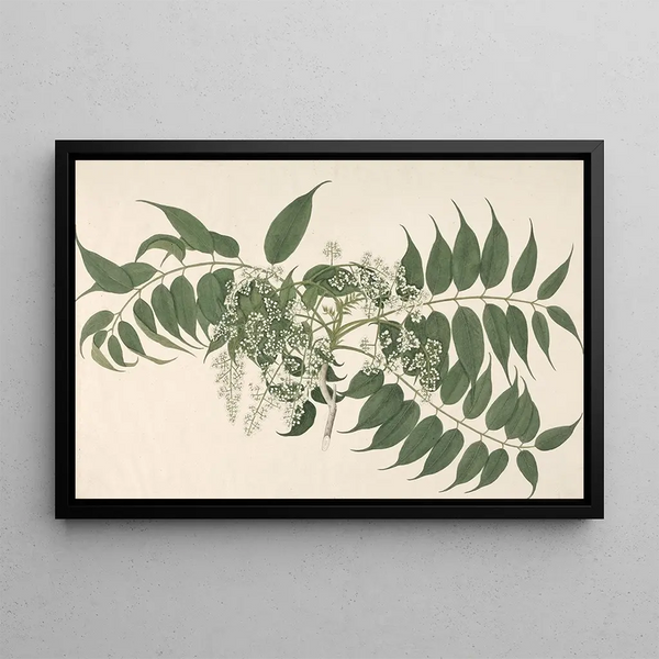 Janet Dick - An Indian Shrub with White Blossoms and Pointed Leaves.webp