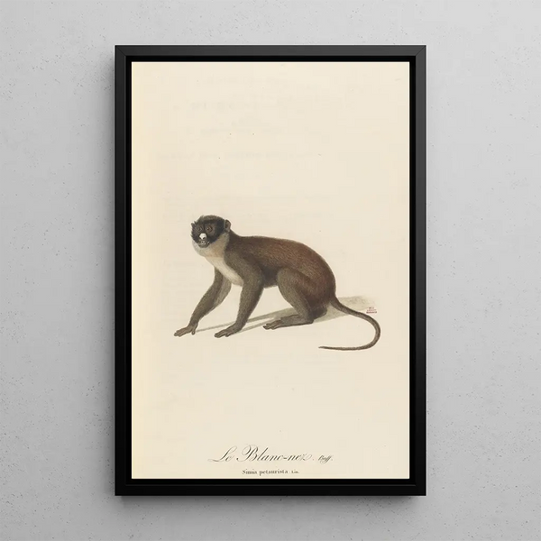 JeanBaptiste Audebert - Le BlancNez.webp